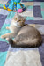 Gray Scottish Fold cat relaxing on a cozy patterned blanket with Arman the kitten