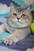 Gray British Shorthair cat with yellow eyes featured in Arman Scottish Straight Kitten