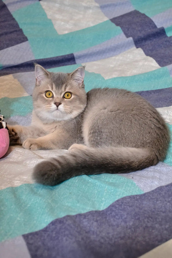 Gray British Shorthair cat with bright yellow eyes lounging on a cozy blanket