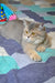 Gray British Shorthair cat with golden eyes lounging on a stylish blanket