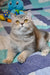 Gray British Shorthair cat with yellow eyes gazing up, perfect for Arman Scottish Straight