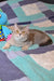 Gray and cream Scottish Straight kitten Arman lounging next to a blue toy