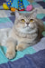 Grey British Shorthair cat with yellow eyes featured in Arman Scottish Straight Kitten