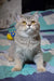 Grey British Shorthair cat with bright yellow eyes and fluffy fur in Arman, Scottish Straight Kitten