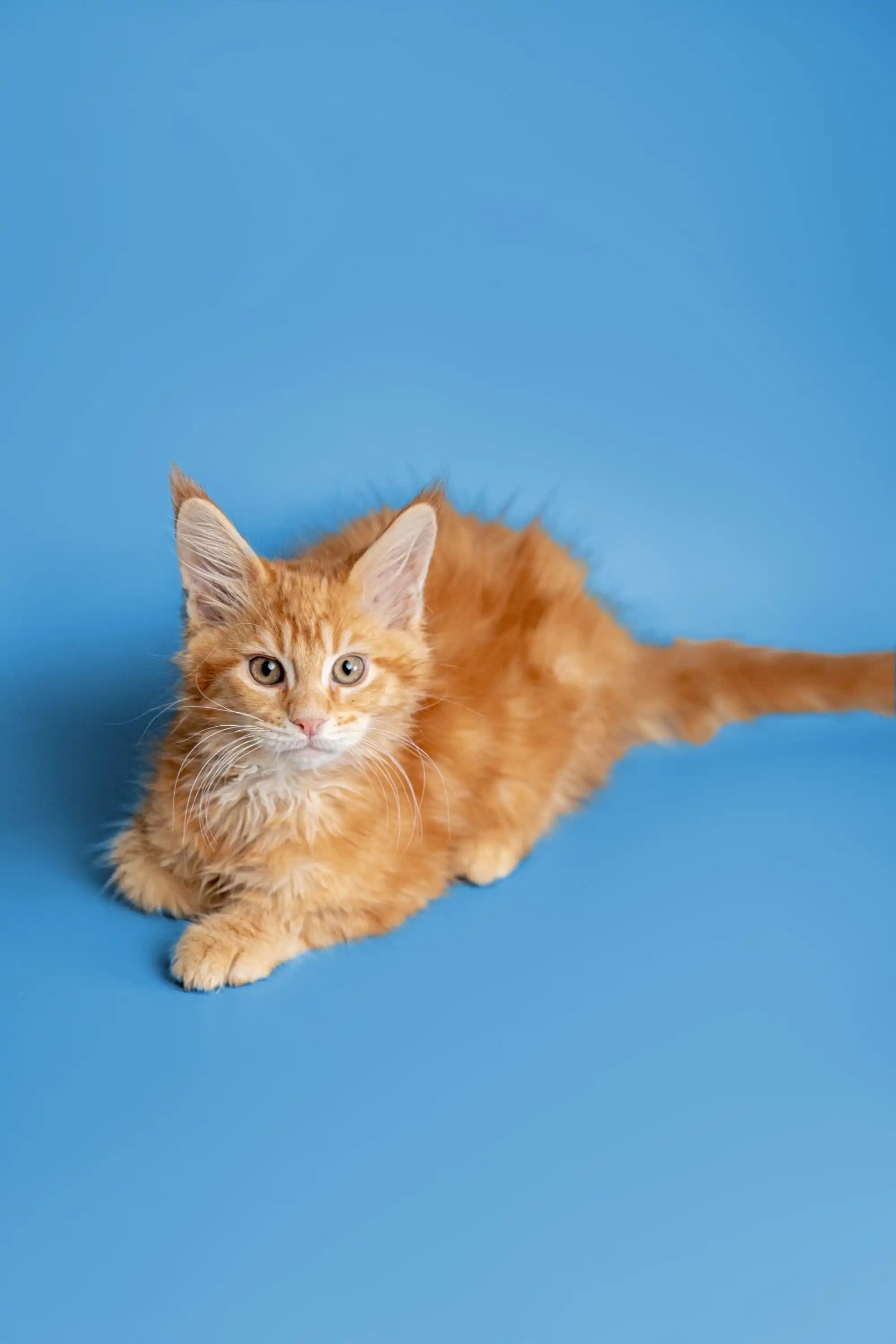 AVADA - Best Sellers Armani | Maine Coon Kitten