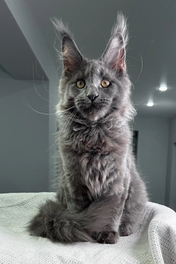 Gray Maine Coon cat from the Armani Maine Coon Kitten collection