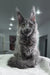 Gray Maine Coon cat showcasing the Armani Maine Coon Kitten product line