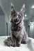 Gray Maine Coon cat showcasing the stylish Armani Maine Coon Kitten product