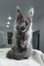 Cute Gray Maine Coon cat in the Armani Maine Coon Kitten product display