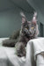 Gray Maine Coon cat featured in Armani Maine Coon Kitten product display