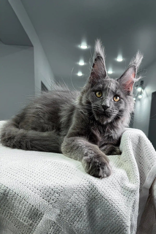 Gray Maine Coon cat in Armani Maine Coon Kitten product showcase