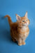 Adorable orange tabby Maine Coon kitten with fluffy fur and an alert expression