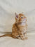 Fluffy orange Maine Coon kitten with bright blue eyes sitting upright