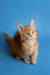 Ginger Maine Coon kitten Armani with fluffy fur and alert expression