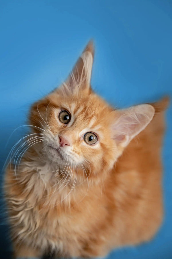 Adorable orange tabby Maine Coon kitten with wide eyes and perky ears