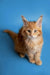 Meet Armani, the fluffy orange tabby Maine Coon kitten with an alert expression