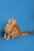 Meet Armani, the adorable Orange Tabby Maine Coon kitten with a curious tilted head