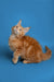 Orange tabby Maine Coon kitten sitting and looking upward, super adorable and curious