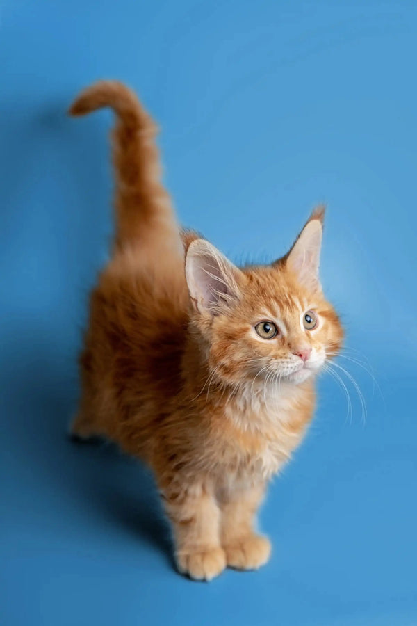 Orange tabby Maine Coon kitten Armani with fluffy fur and alert expression