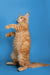 Orange tabby cat standing on hind legs, meet Armani the Maine Coon kitten