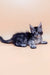 Gray tabby kitten named Armin, a playful Maine Coon cutie ready for cuddles