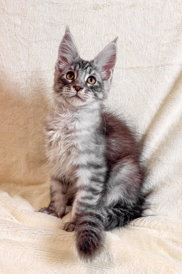 Gray tabby Maine Coon kitten named Armin looking adorable and playful