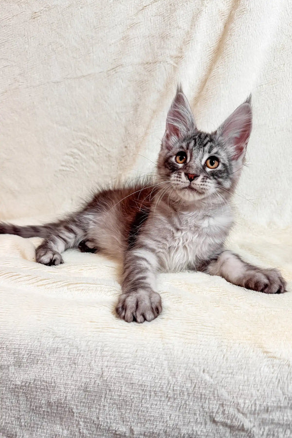 Gray Tabby Maine Coon kitten named Armin, super cute and plushy