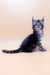 Gray tabby kitten named Armin, a cute Maine Coon playful and ready for fun