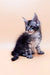 Gray tabby kitten in Armin, the adorable Maine Coon Kitten product