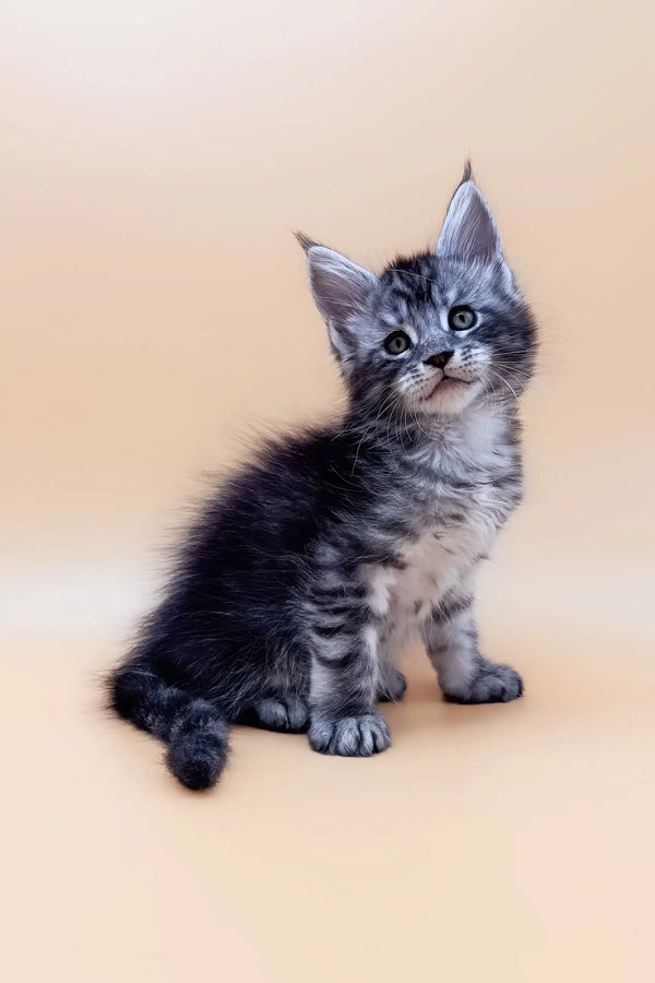 Adorable Gray Tabby Kitten from Armin the Maine Coon collection