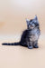 Adorable striped gray kitten Armin from Maine Coon breed ready to play