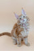 Fluffy Maine Coon kitten with ear tufts and alert expression for Armstrong product