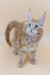 Cute Maine Coon kitten with fluffy fur and pink bow from Armstrong collection