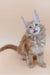 Adorable Maine Coon kitten with a pink bow for Armstrong | Maine Coon Kitten