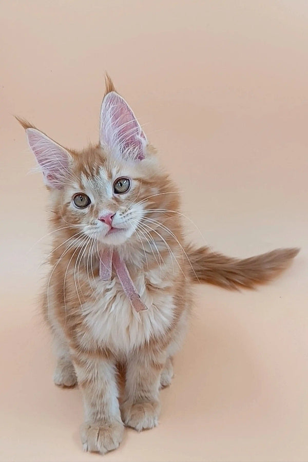 Fluffy orange and white Maine Coon kitten with blue eyes and pointed ears