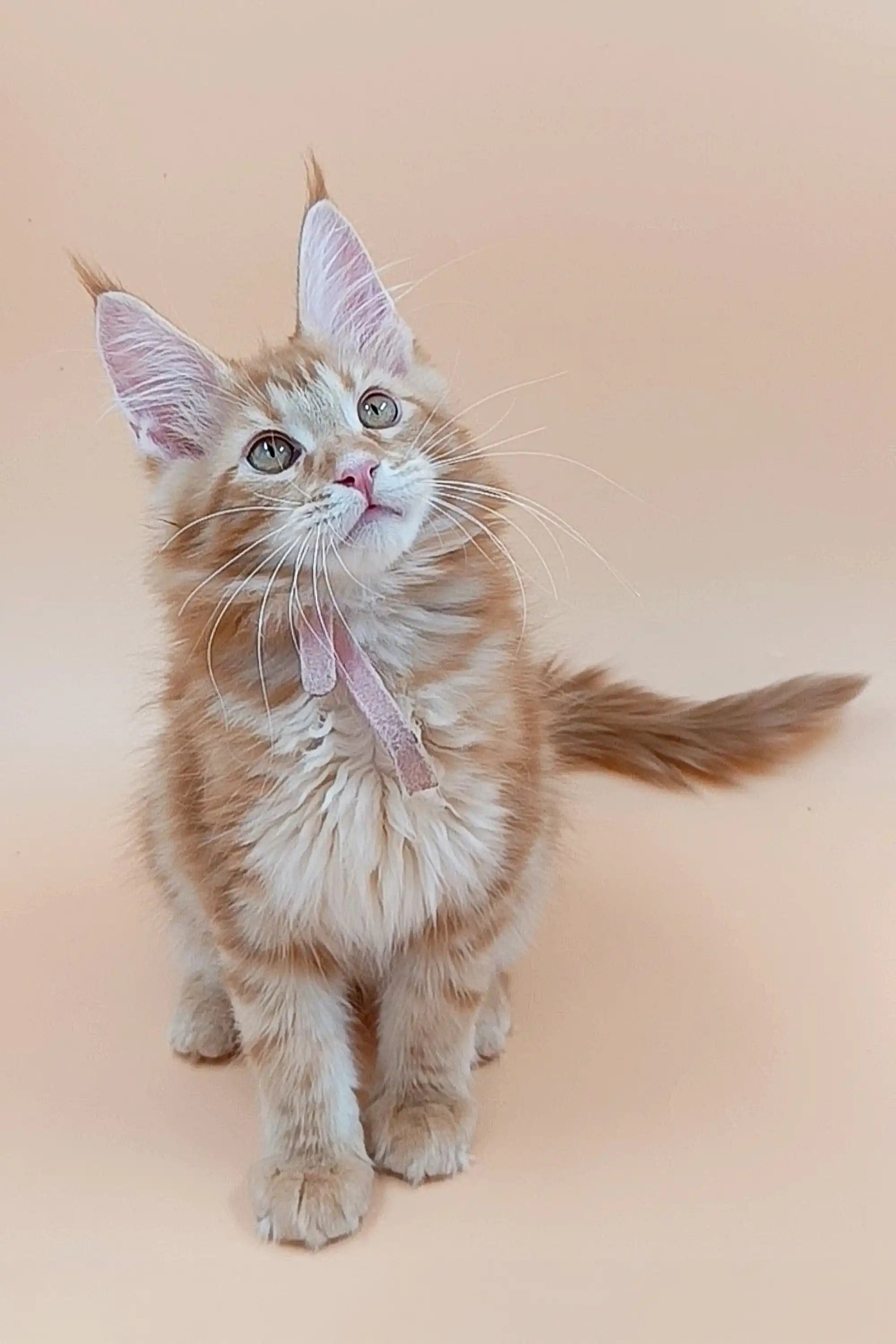 Maine Coon Kittens for Sale Armstrong | Kitten
