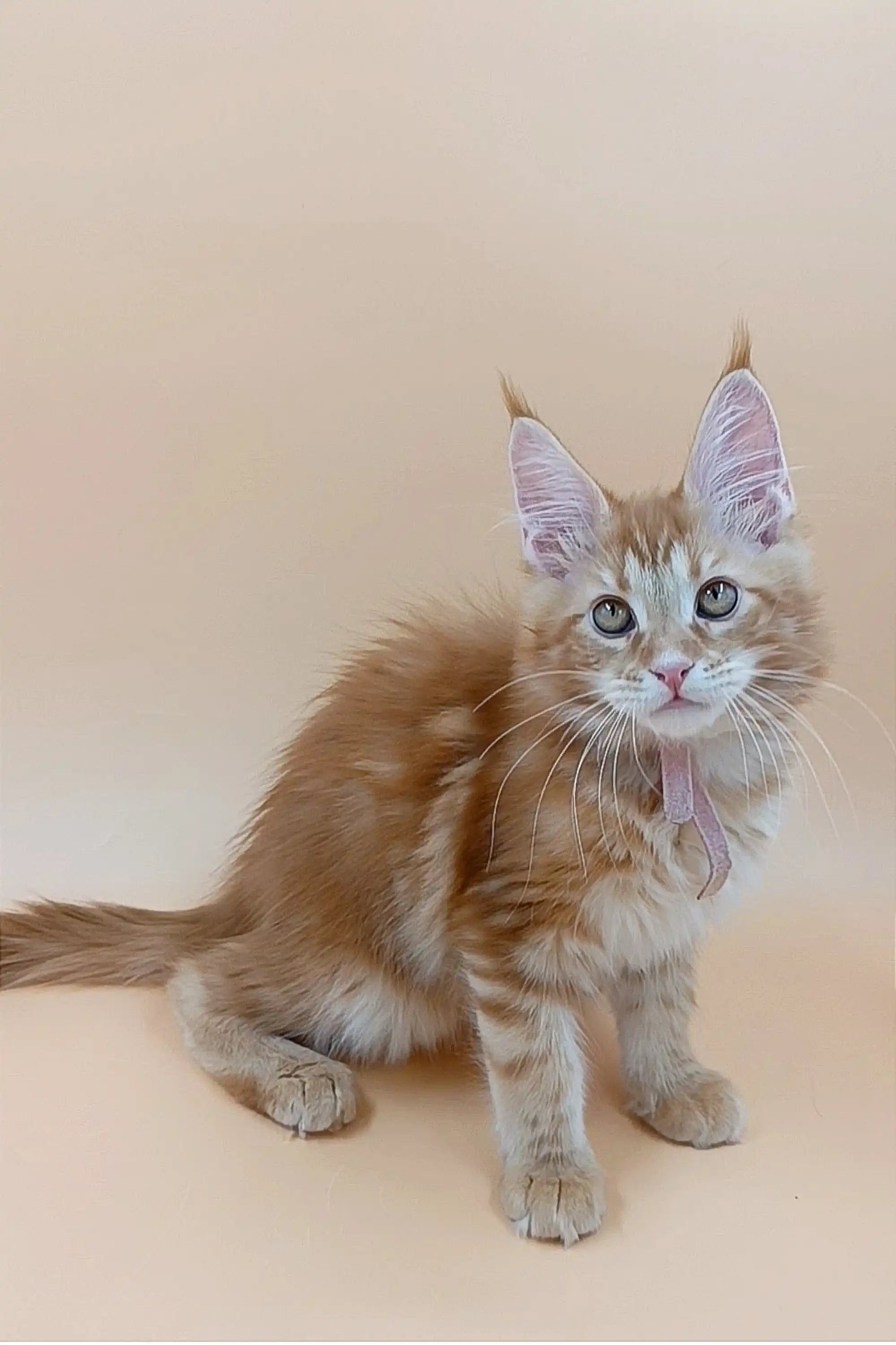 Maine Coon Kittens for Sale Armstrong | Kitten