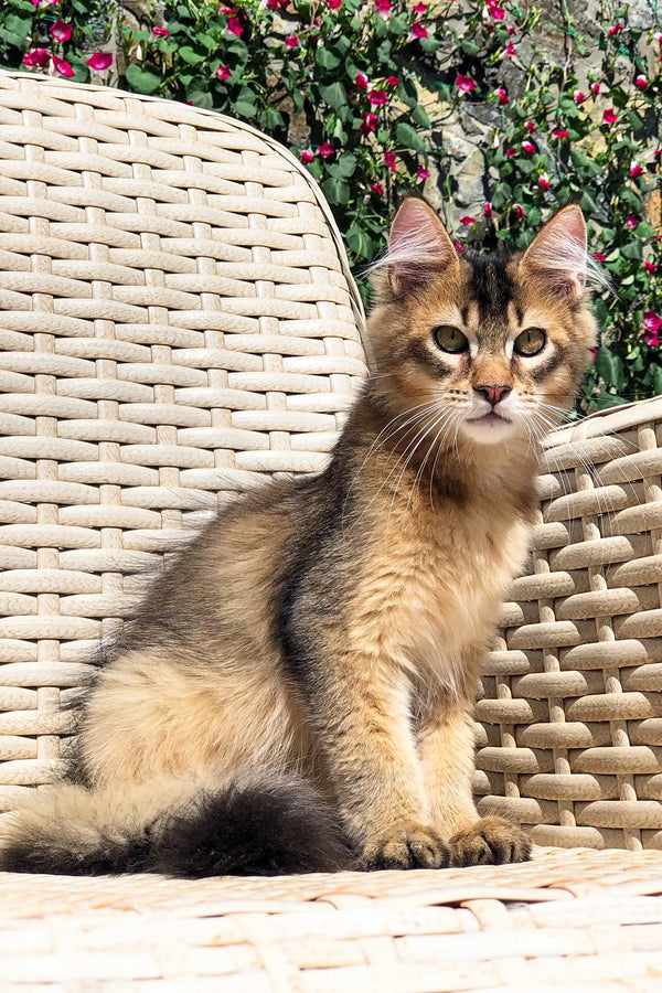 Tabby cat relaxing on wicker furniture next to a Golden Maine Coon named Arno