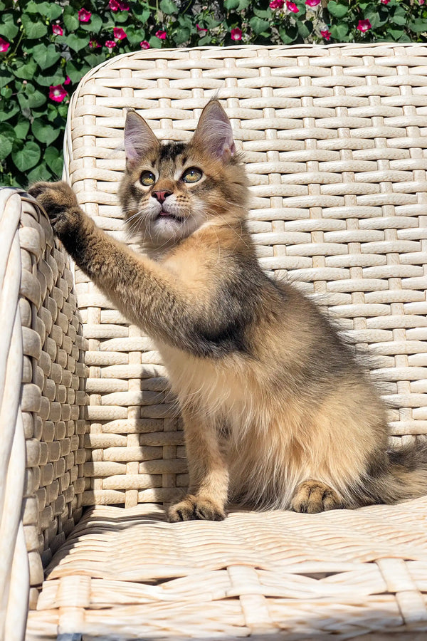 Golden Maine Coon cat sitting on a wicker chair with one paw raised, looking cute