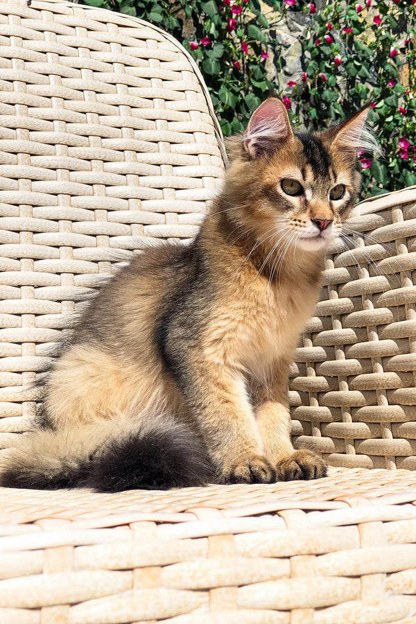 Fluffy golden Maine Coon kitten lounging on a woven chair, showing off its adorable fur