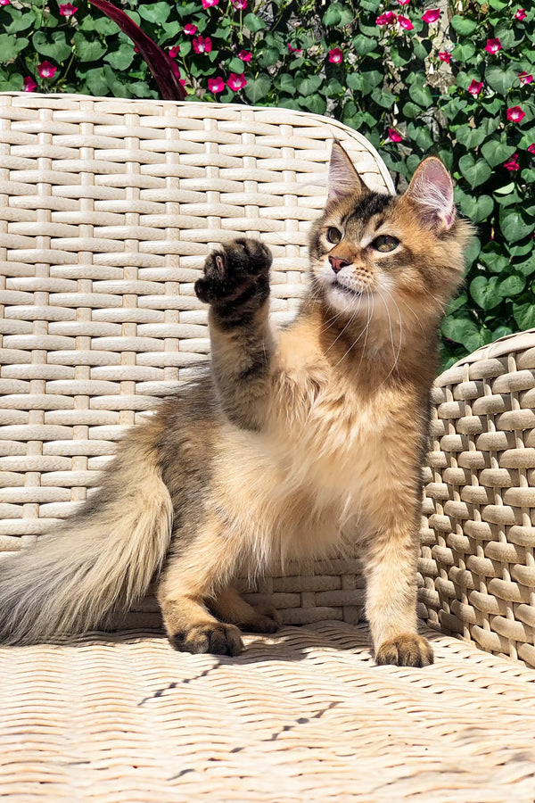 Fluffy tabby cat on a wicker chair, highlighting the Golden Maine Coon vibe