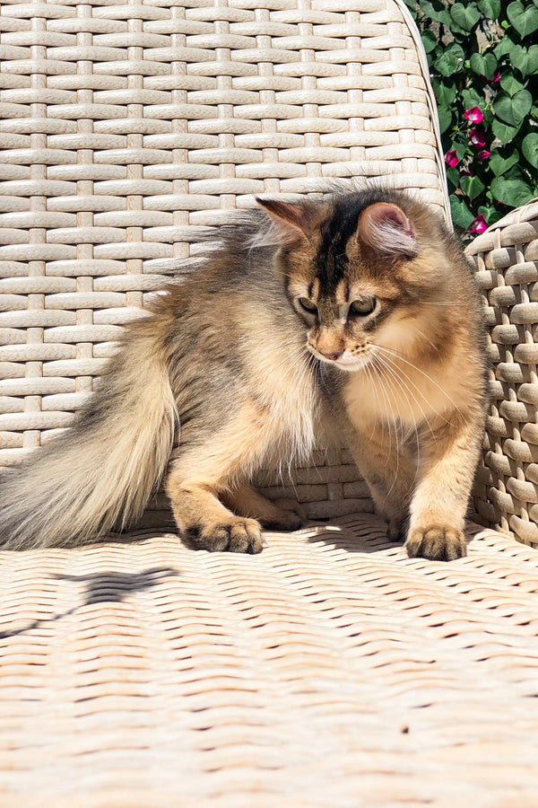 Golden Maine Coon sitting stylishly on a woven chair, looking adorable