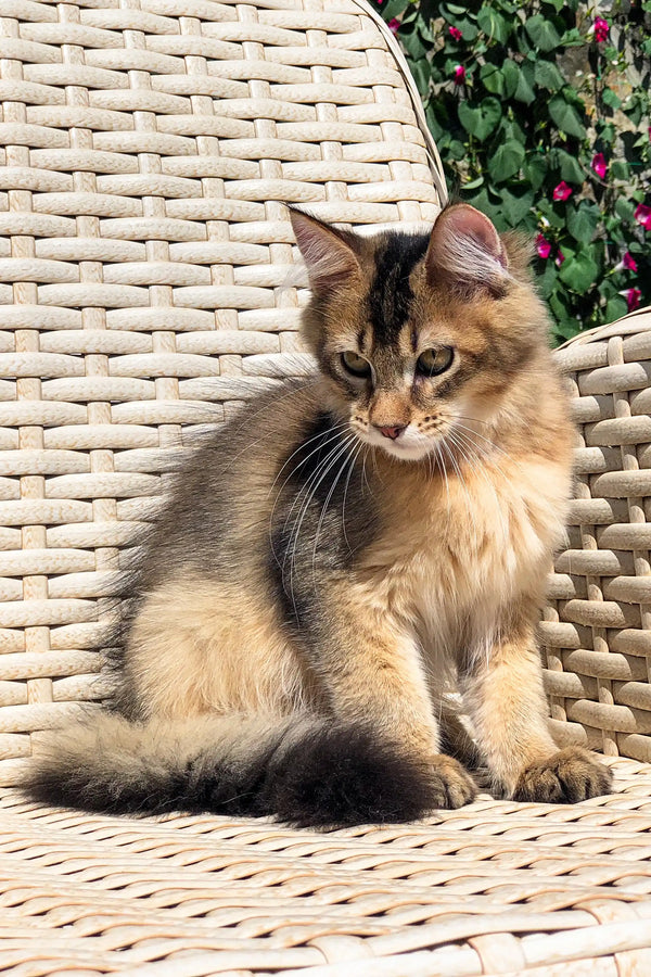 Fluffy tabby kitten lounging on a wicker chair, featuring a cute Golden Maine Coon vibe