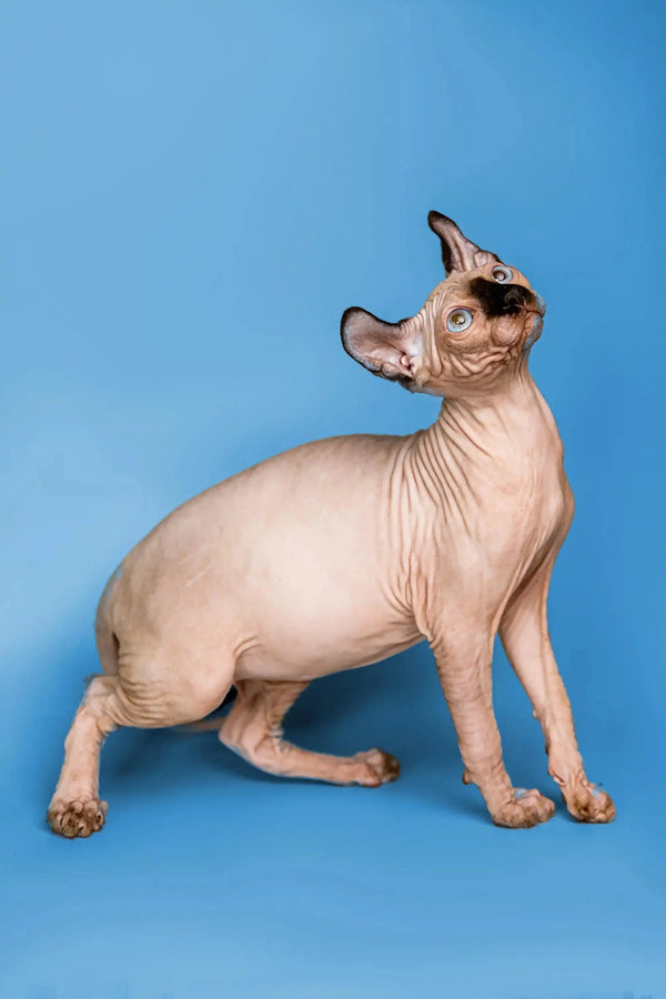Hairless Sphynx Elf Kitten with pink skin and big ears, perfect seal point coat