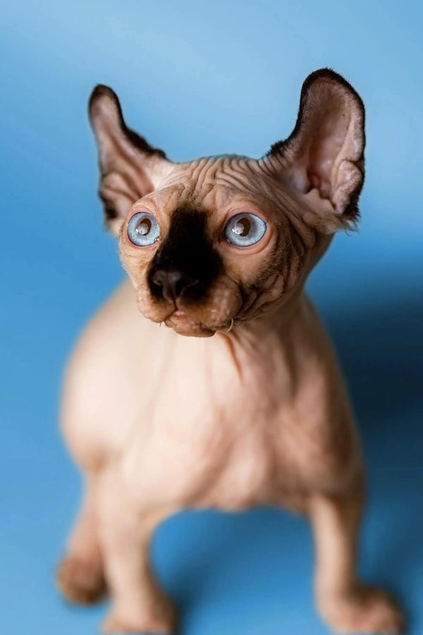 Hairless Sphynx male Elf Kitten with big blue eyes and prominent ears in Arnold