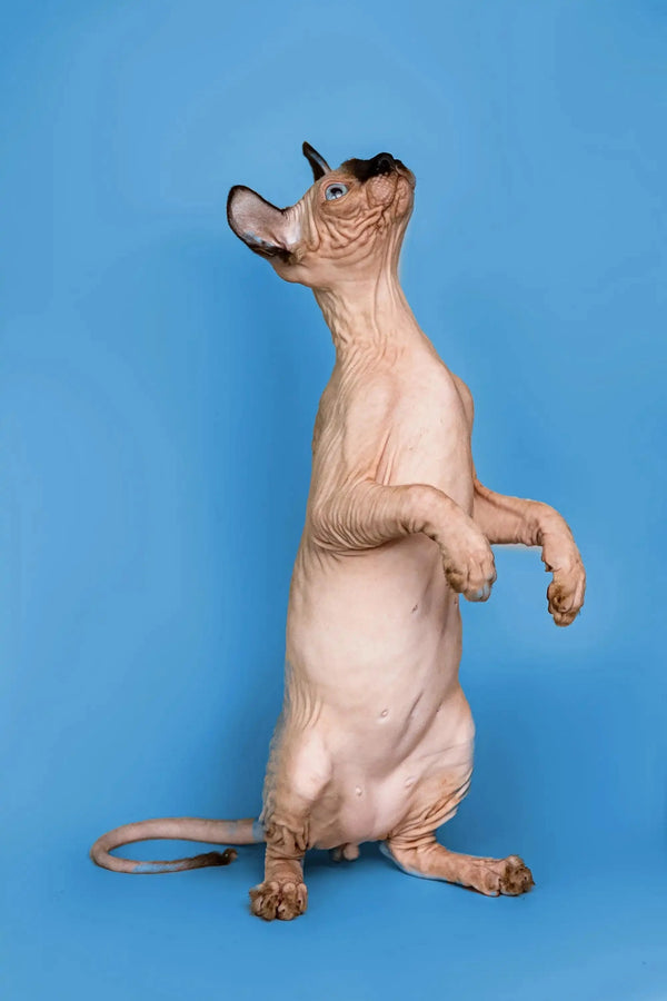 Hairless male Elf Kitten standing on hind legs with a seal point coat against blue backdrop