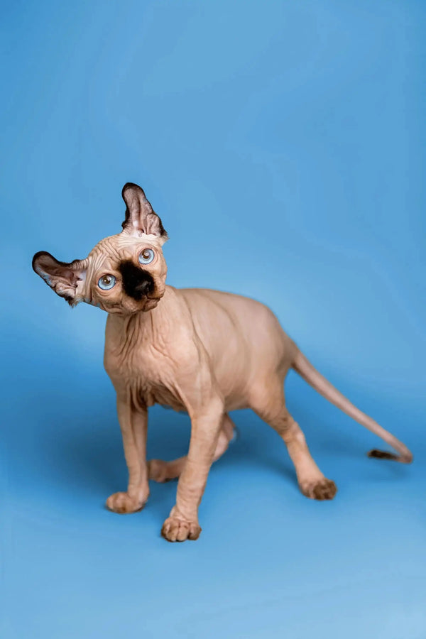 Cute Hairless Sphynx male Elf Kitten with wrinkled skin and large ears, perfect companion