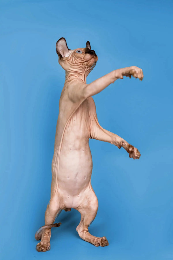 Hairless male Elf Kitten Arnold standing on hind legs, showcasing its seal point coat