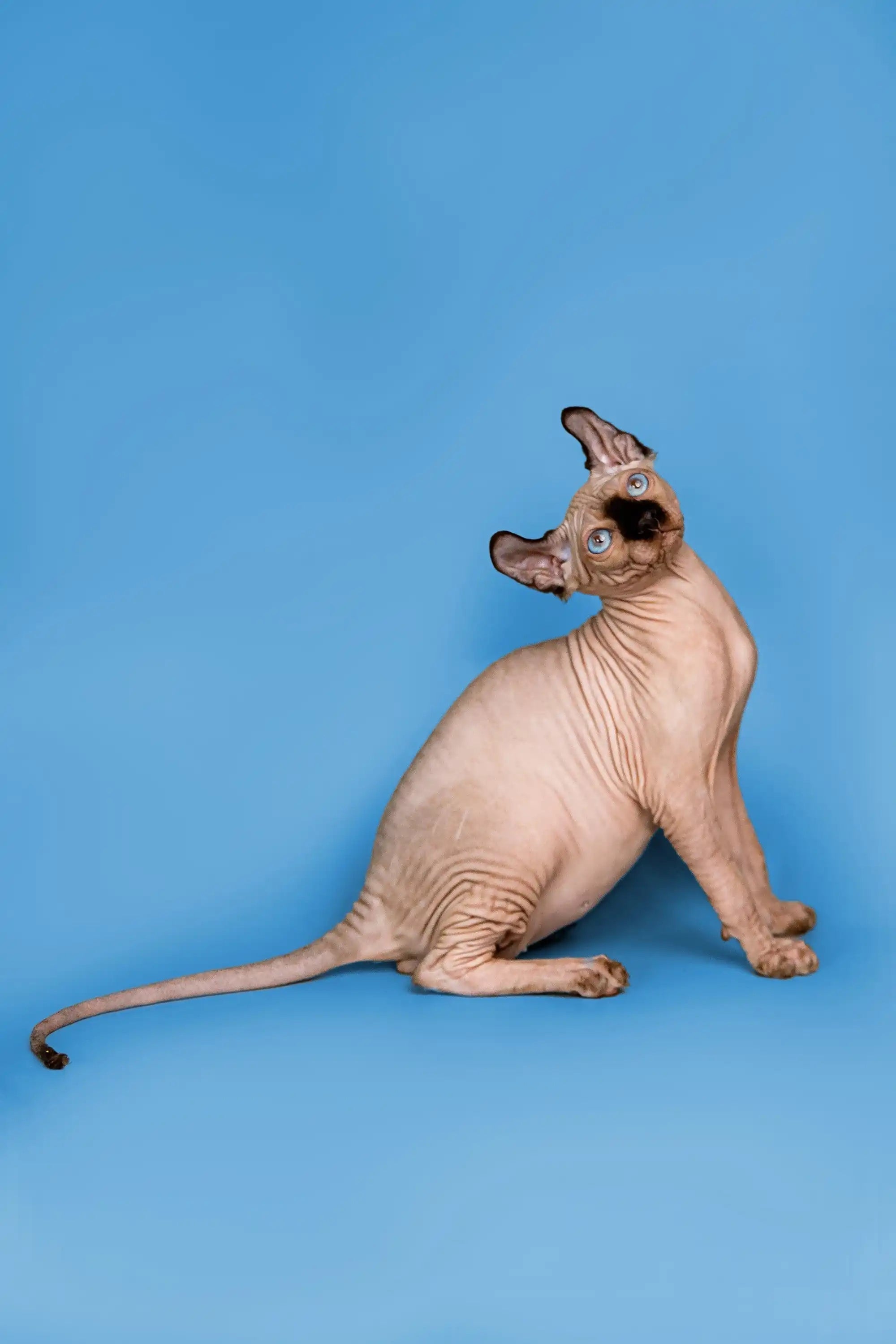 Sphynx Cats and Kittens for Sale Arnold | Elf Kitten