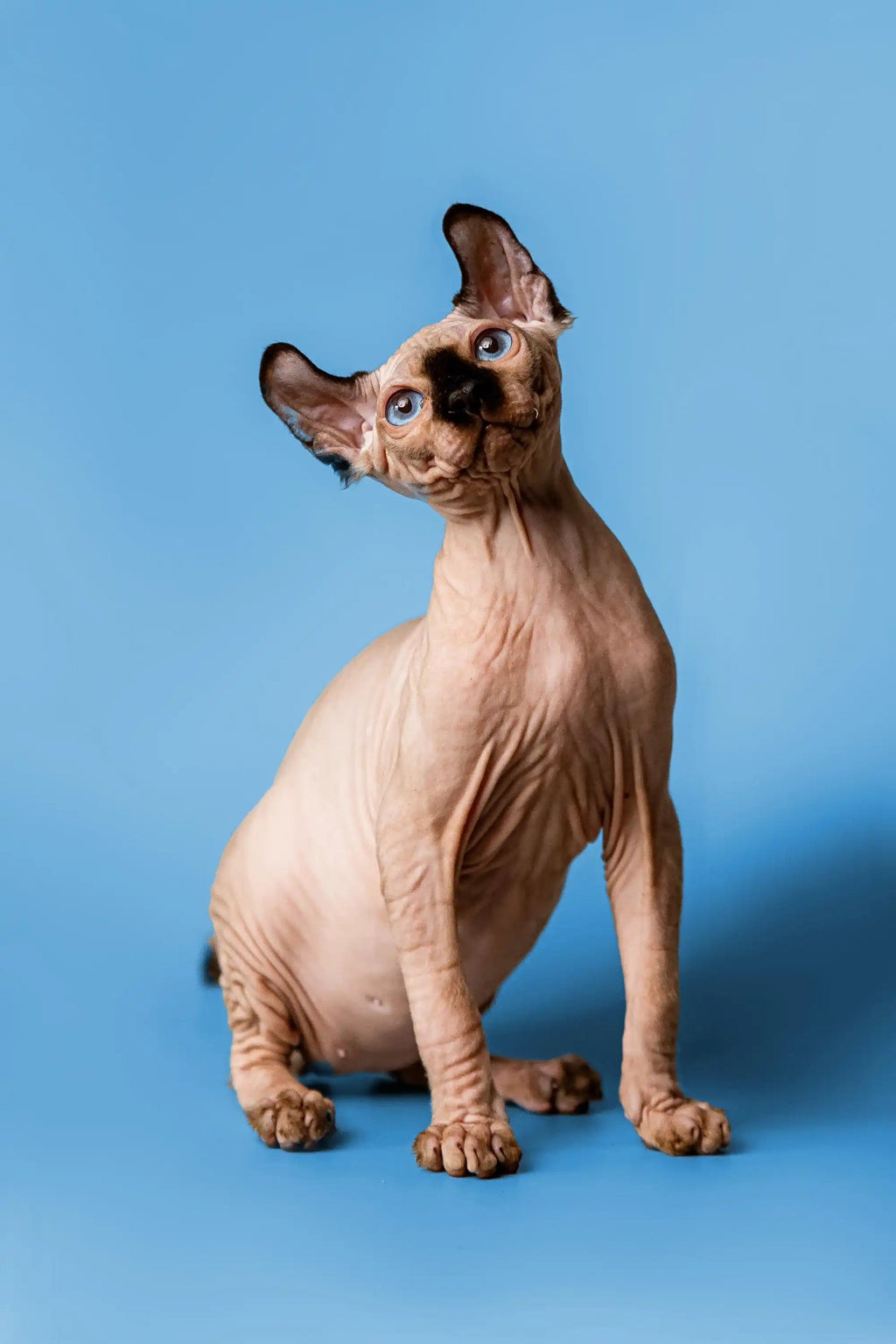 Hairless Sphynx Cats & Kittens for Sale Arnold | Elf Kitten